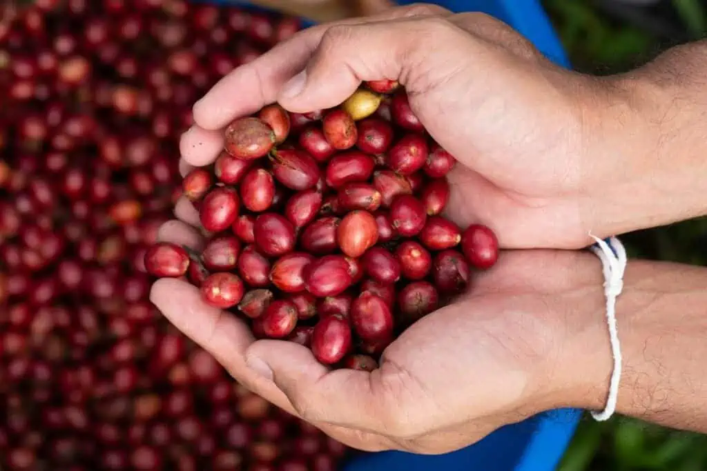 how to harvest cherry bean coffee
