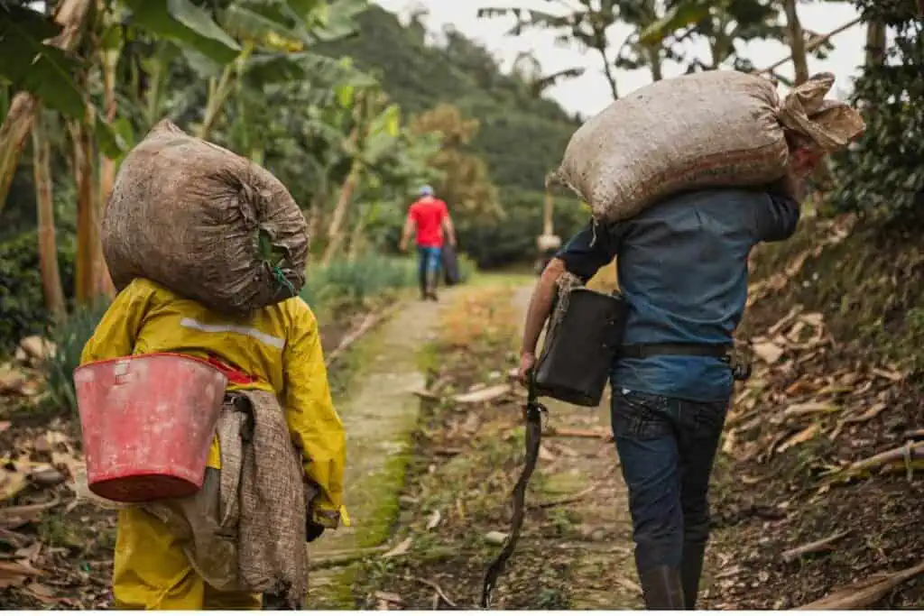 Harvesting coffee in sacks in Colombia