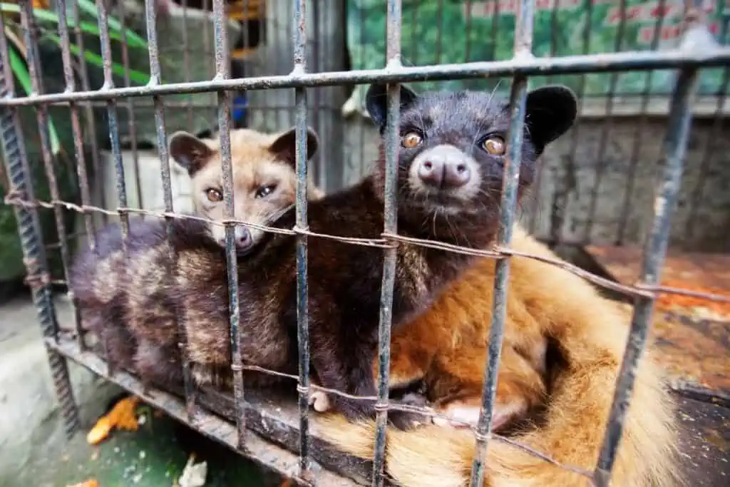 Asian palm civet in cages
