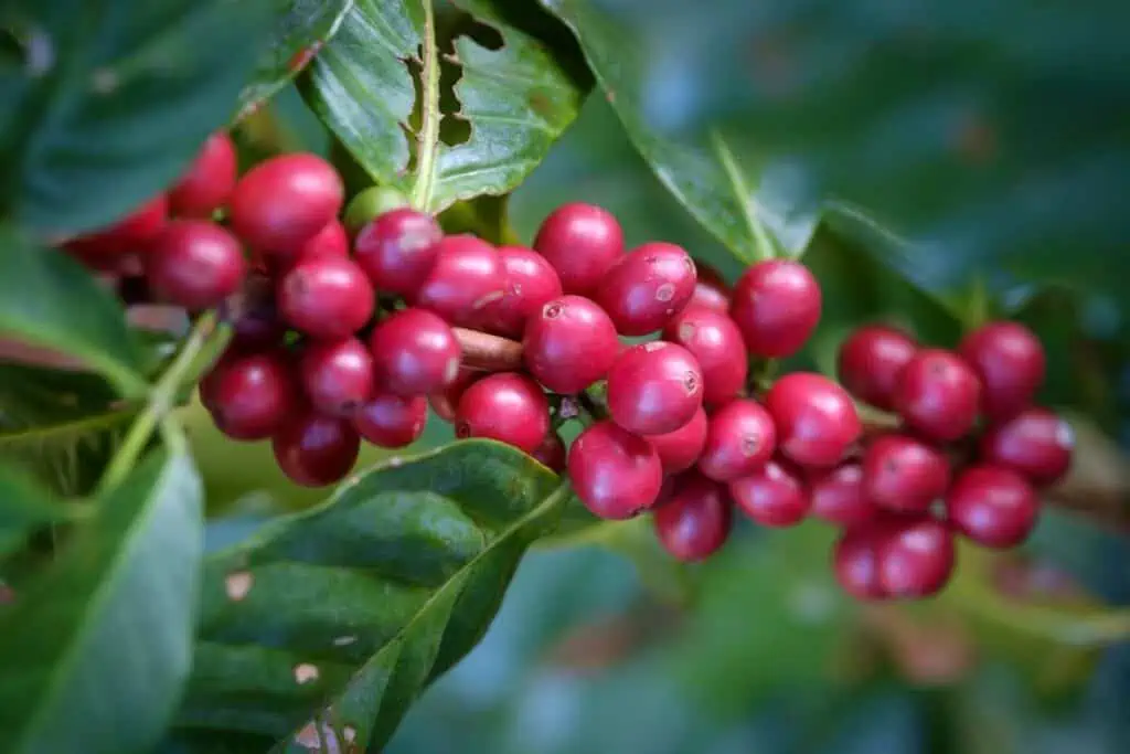 Coffee Cherries Containing Coffee Beans