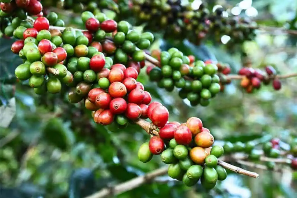 coffee beans arabica