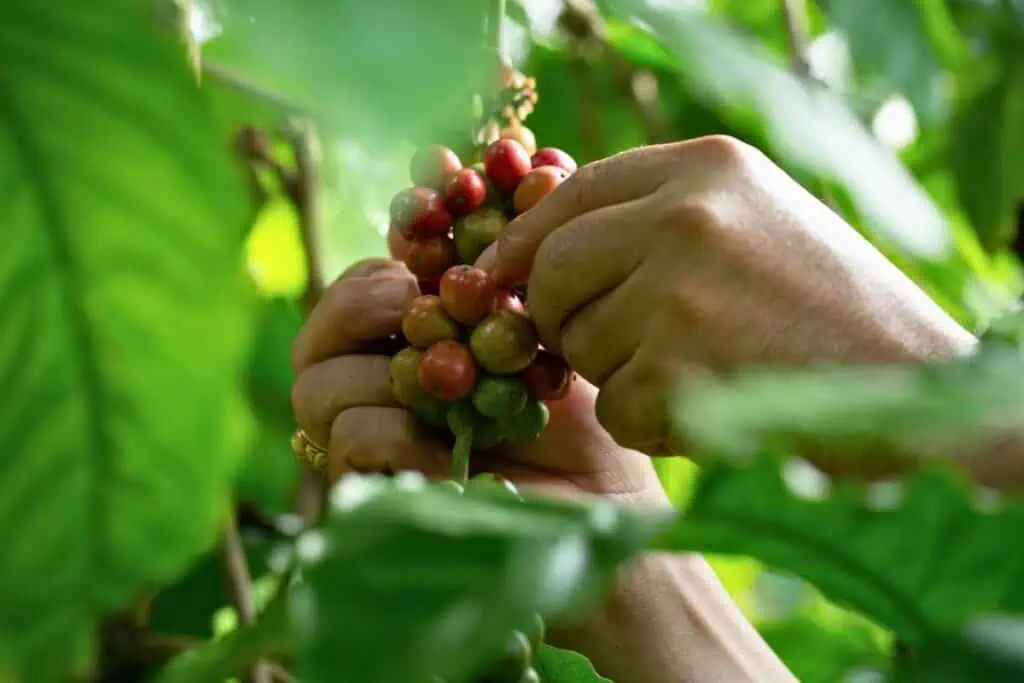 Robusta Cultivation and Production