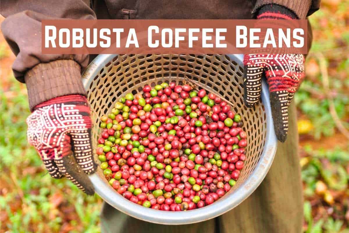 Robusta Coffee Beans: Your Guide to Flavor and Quality