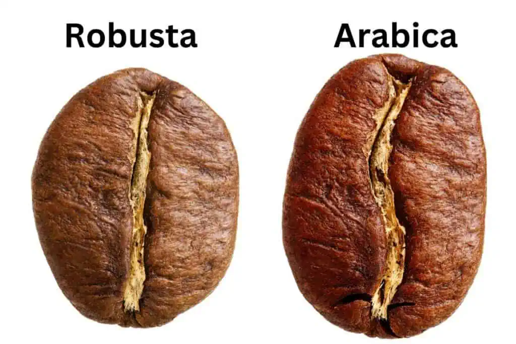 Robusta VS Arabica